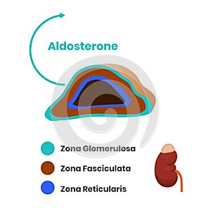 Adrenal cortex structure. Zona glomerulosa photo