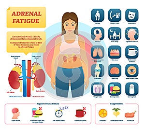 Glándulas suprarrenales fatiga ilustraciones. lista de glándulas enfermedad síntomas 