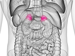 The adrenal gland