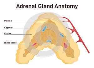 Adrenal gland anatomy. Endocrine triangular-shaped gland located on top photo