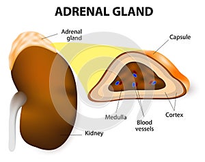 Adrenal gland photo