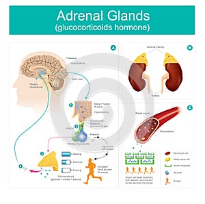 Adrenal Gland glucocorticoids hormone. photo