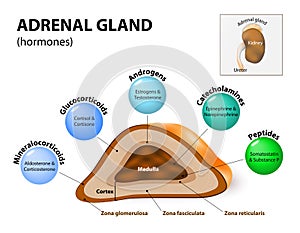 Adrenal gland hormone secretion photo