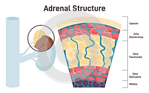 Adrenal gland. Human endocrine gland structure, the adrenal