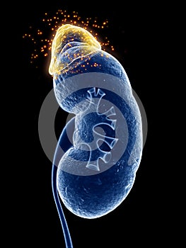 The adrenal gland producing hormones