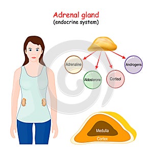 Adrenal gland.  Structure, Location, and function of the suprarenal glands photo