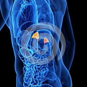 The adrenal glands