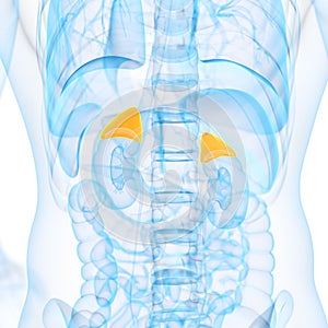 the adrenal glands