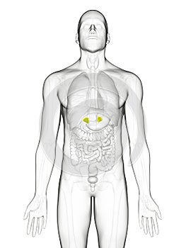 The adrenal glands