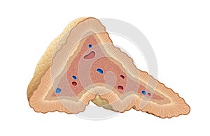 Adrenal glands, also known as suprarenal glands, are small, triangular-shaped glands located on top of both kidneys. Adrenal gland