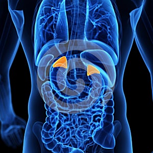 the adrenal glands photo