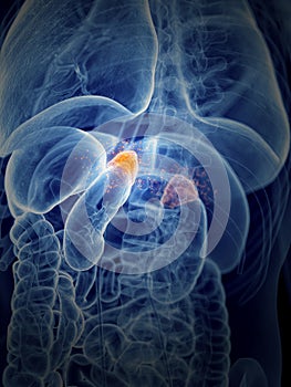 The adrenal glands producing hormons