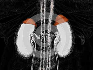 Adrenal glands in red and kidneys. Illustrated xray like image. 3D illustration