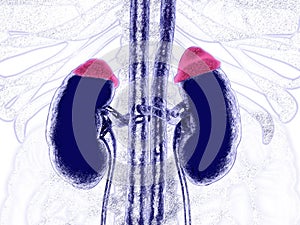Adrenal glands in red and kidneys. Illustrated xray like image. 3D illustration