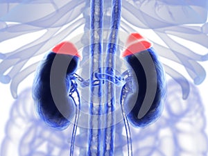 Adrenal glands in red and kidneys. Illustrated xray like image. 3D illustration