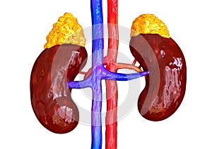 Adrenal glands are responsible for releasing hormones in response to stress such as cortisol and adrenaline. They stimulate the