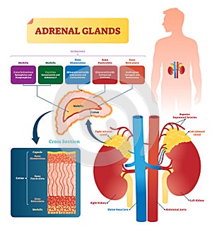 Adrenal glands vector illustration. Labeled scheme with hormones types