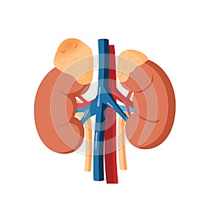 Adrenal tumor vector illustration. Illustration of the healthy adrenal gland and adrenal mass