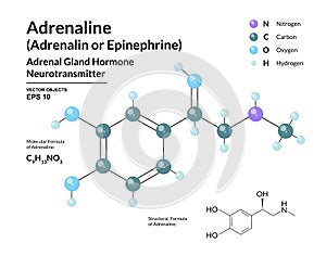 Adrenaline Hormone. Epinephrine. Neurotransmitter. Fight or Flight Response. Structural Chemical Molecular Formula and 3d Model