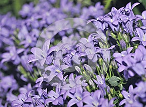 Adria or Dalmatian Bellflower