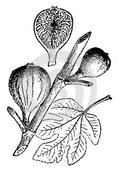Adriatic, Fig, flowering, plant, mulberry, Adriatica, ornamental, plant vintage illustration photo