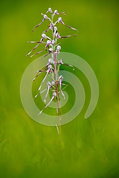 Adriatic Lizard Orchid, Himantoglossum adriaticum, flowering European terrestrial wild orchid in nature habitat. Beautiful detail