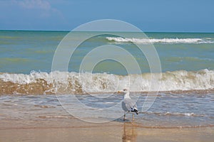 Adriatic Sea coast view. Seashore of Italy, summer sandy beach and seagull.