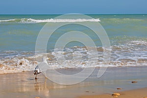 Adriatic Sea coast view. Seashore of Italy, summer sandy beach and seagull.