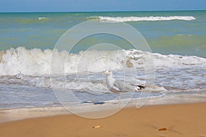 Adriatic Sea coast view. Seashore of Italy, summer sandy beach and seagull.