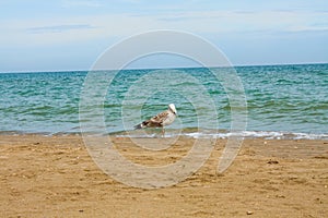 Adriatic Sea coast view. Seashore of Italy, summer sandy beach and seagull.