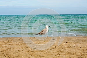 Adriatic Sea coast view. Seashore of Italy, summer sandy beach and seagull.