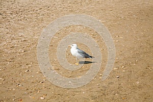 Adriatic Sea coast view. Seashore of Italy, summer sandy beach and seagull.