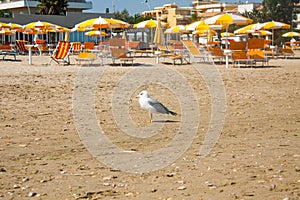 Adriatic Sea coast view. Seashore of Italy, summer umbrellas on sandy beach and seagull.