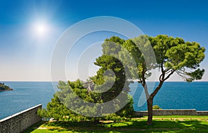 Adriatic sea view with pines at Rovinj, Croatia