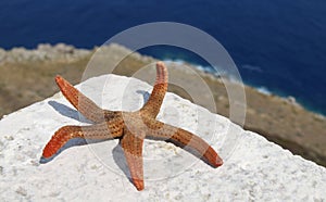 Adriatic starfish
