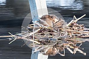 Adrift on a bed of reeds