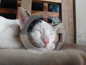 Adroable cat sleeping on a wooden chair