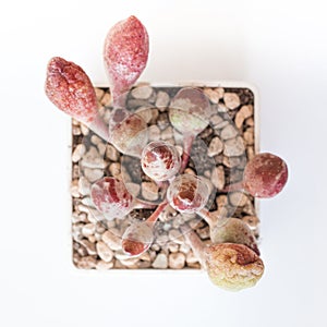 Adromischus cristatus indian clubs succulent on white, top view
