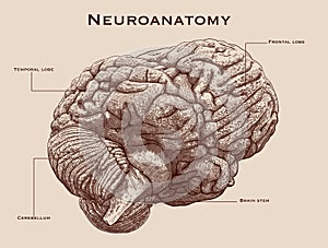 Neuroanatomy Chart