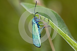 Adscita moth