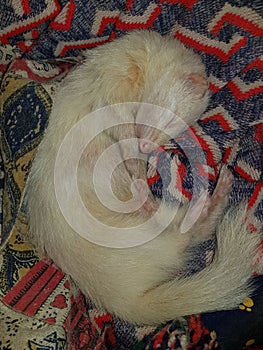 Aduit female albino Jill ferret pet