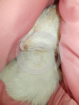 Aduit female albino Jill ferret pet photo