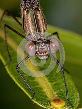 Adul Rubyspot Damselfly Insect