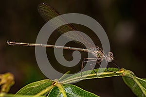 Adul Rubyspot Damselfly Insect