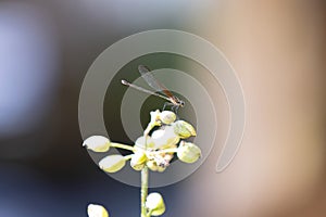 Adul Rubyspot Damselfly Insect