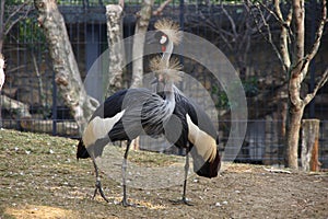 Adulation of the couples of Gray Crowned Crane Balearica Regulorum.