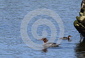 Aduld common Merganser and young photo