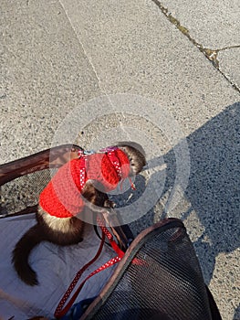 Aduld sable male ferret out in his pram photo