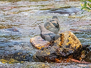 Adullt American Dipper With Downy Chick