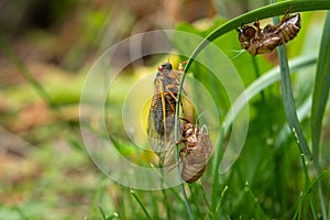 Adult 17-year cicada Magicicada sp. resting after emergence from nymphal case